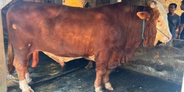 Sapi simmental 1,37 ton milik peternak Trenggalek untuk kurban Presiden Prabowo