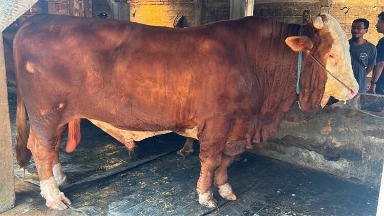 Sapi simmental 1,37 ton milik peternak Trenggalek untuk kurban Presiden Prabowo