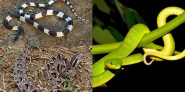 Ular weling hitam putih berbisa mematikan yang sering ditemukan di area persawahan dan pemukiman.