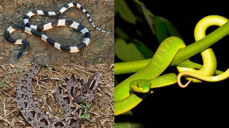 Ular weling hitam putih berbisa mematikan yang sering ditemukan di area persawahan dan pemukiman.