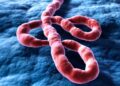 Ilustrasi virus Ebola strain Bundibugyo di Afrika