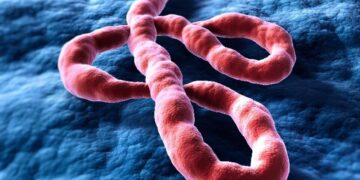 Ilustrasi virus Ebola strain Bundibugyo di Afrika