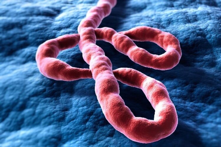 Ilustrasi virus Ebola strain Bundibugyo di Afrika