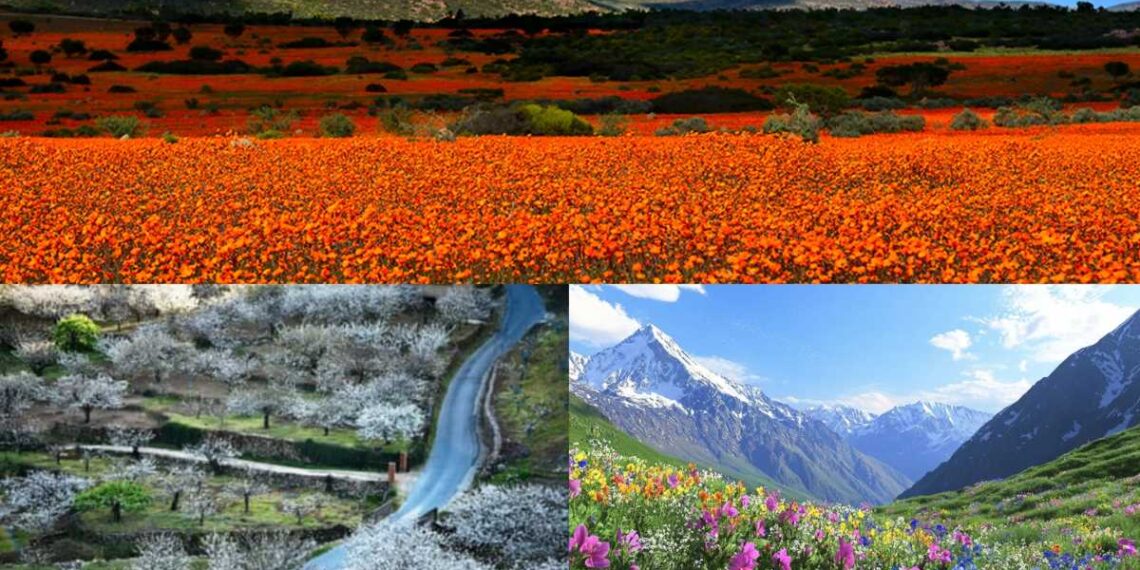 Hamparan bunga liar berwarna-warni di Namaqualand saat musim semi