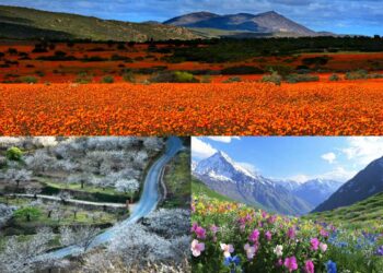 Hamparan bunga liar berwarna-warni di Namaqualand saat musim semi