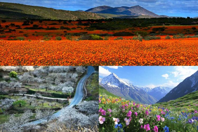 Hamparan bunga liar berwarna-warni di Namaqualand saat musim semi