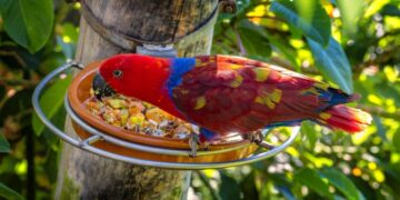 Burung bertengger menunjukkan perilaku alami yang diteliti dalam studi tentang reproduksi dan perilaku seksual aves