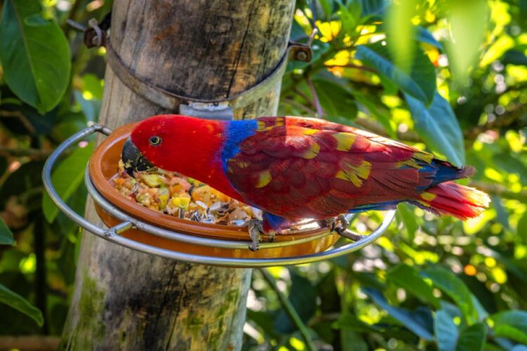 Burung bertengger menunjukkan perilaku alami yang diteliti dalam studi tentang reproduksi dan perilaku seksual aves