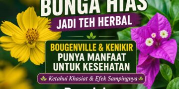 bunga bougenville berwarna ungu dan bunga kenikir hias kuning yang diseduh menjadi teh herbal