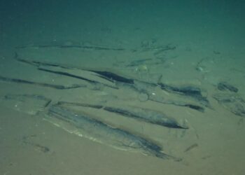 Fosil dan tulang paus di Whale Necropolis Zona Diamantina Samudra Hindia