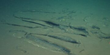 Fosil dan tulang paus di Whale Necropolis Zona Diamantina Samudra Hindia