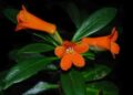 Rhododendron yombuwurii spesies flora baru berbunga jingga dari Sulawesi Tengah