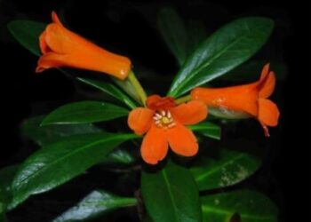 Rhododendron yombuwurii spesies flora baru berbunga jingga dari Sulawesi Tengah