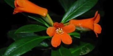 Rhododendron yombuwurii spesies flora baru berbunga jingga dari Sulawesi Tengah