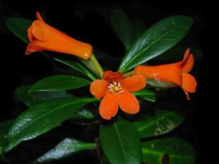 Rhododendron yombuwurii spesies flora baru berbunga jingga dari Sulawesi Tengah