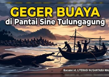 Buaya terlihat muncul di kawasan Pantai Sine Tulungagung sebelum kembali berenang ke tengah laut