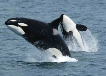 Seekor paus orca menabrak bangkai ikan mola-mola raksasa di Teluk California hingga hancur berkeping-keping dalam penelitian ilmiah