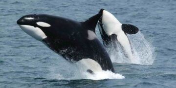 Seekor paus orca menabrak bangkai ikan mola-mola raksasa di Teluk California hingga hancur berkeping-keping dalam penelitian ilmiah