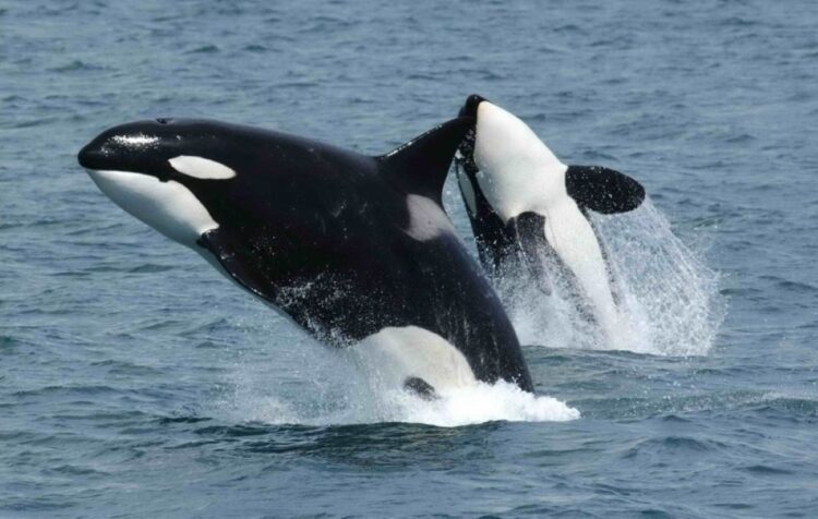 Seekor paus orca menabrak bangkai ikan mola-mola raksasa di Teluk California hingga hancur berkeping-keping dalam penelitian ilmiah
