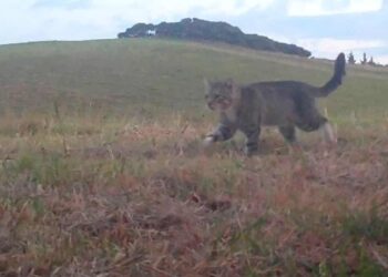 Kucing liar Nine Lives yang menjadi buronan konservasi di Selandia Baru selama tiga tahun