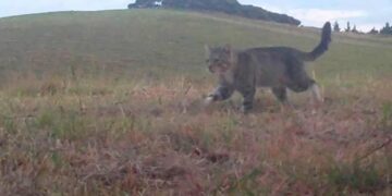 Kucing liar Nine Lives yang menjadi buronan konservasi di Selandia Baru selama tiga tahun