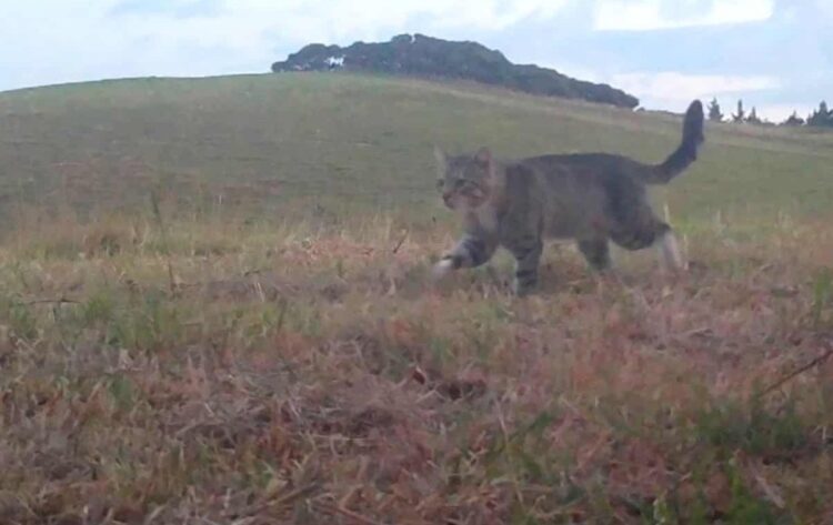 Kucing liar Nine Lives yang menjadi buronan konservasi di Selandia Baru selama tiga tahun