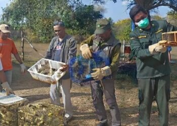 Petugas Karantina Bali menyita 284 ekor burung tanpa dokumen karantina di Pelabuhan Gilimanuk sebelum dilepasliarkan di Taman Nasional Bali Barat