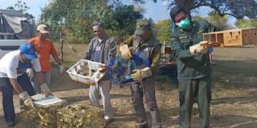 Petugas Karantina Bali menyita 284 ekor burung tanpa dokumen karantina di Pelabuhan Gilimanuk sebelum dilepasliarkan di Taman Nasional Bali Barat