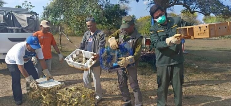 Petugas Karantina Bali menyita 284 ekor burung tanpa dokumen karantina di Pelabuhan Gilimanuk sebelum dilepasliarkan di Taman Nasional Bali Barat