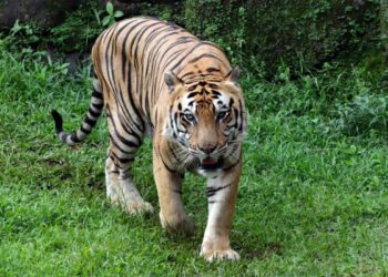 Harimau jantan bersama anak-anaknya dalam rekaman dokumenter satwa liar di Nepal