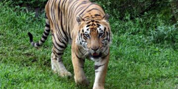 Harimau jantan bersama anak-anaknya dalam rekaman dokumenter satwa liar di Nepal