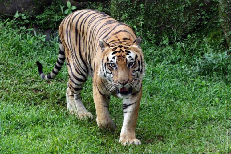 Harimau jantan bersama anak-anaknya dalam rekaman dokumenter satwa liar di Nepal