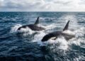 Hiu putih besar di perairan Afrika Selatan dan ancaman predator orca