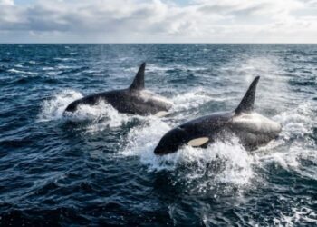 Hiu putih besar di perairan Afrika Selatan dan ancaman predator orca