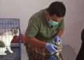 Vaksinasi rabies gratis untuk kucing, anjing, dan monyet di Trenggalek