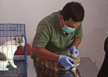 Vaksinasi rabies gratis untuk kucing, anjing, dan monyet di Trenggalek