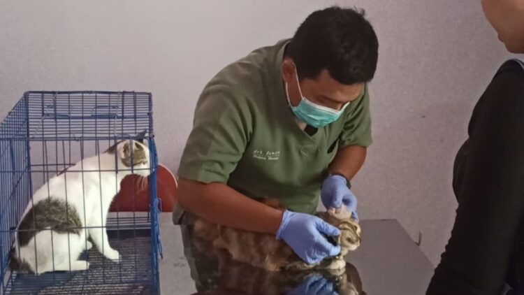 Vaksinasi rabies gratis untuk kucing, anjing, dan monyet di Trenggalek